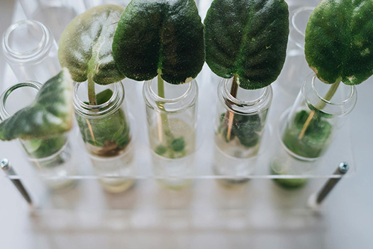 Formulation